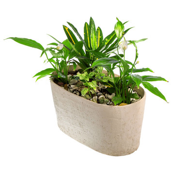盆栽室內(nèi)植物