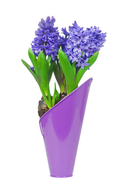 在一個(gè)花盆hyacint