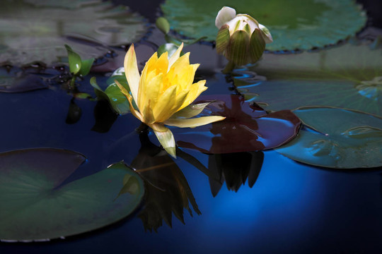 水百合花