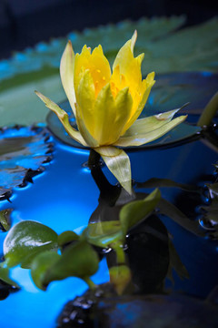 水百合花