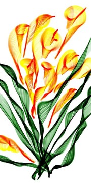 一方面Baihe Flower的畫