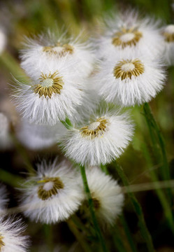 蒲公英花特寫(xiě)