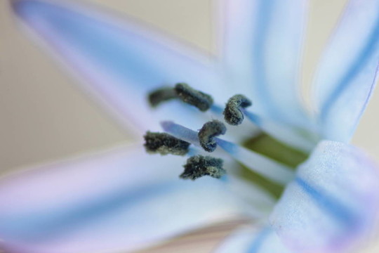藍色的花