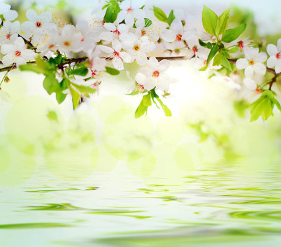 樹(shù)枝上的白花