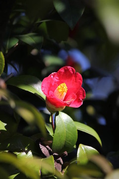 紅色的山茶花