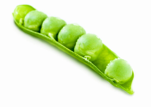 白豌豆
