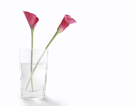 薔薇花在一杯清水；