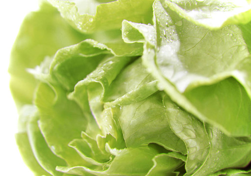 生菜