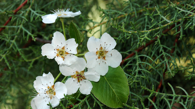 梨樹(shù)開(kāi)花