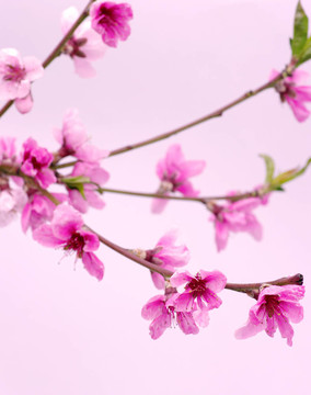 粉色的花