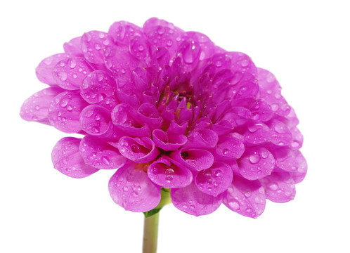 粉紅色的花