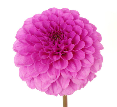 粉紅色的花