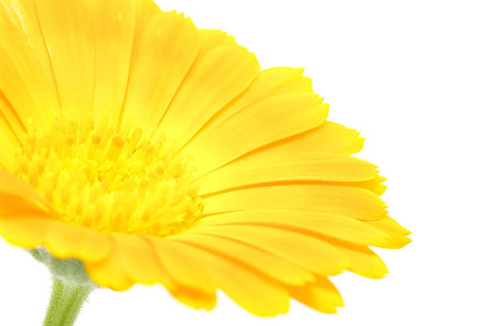 橙花