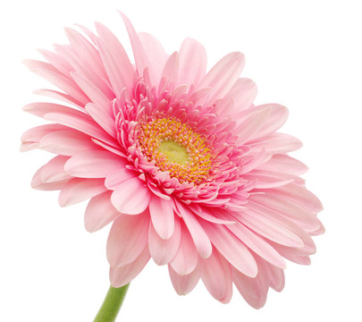 粉色非洲菊