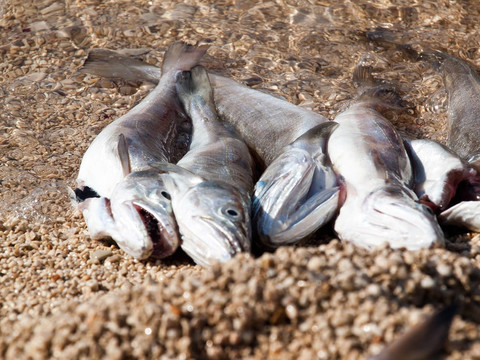 鱈魚魚