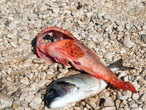 海灘上的魚
