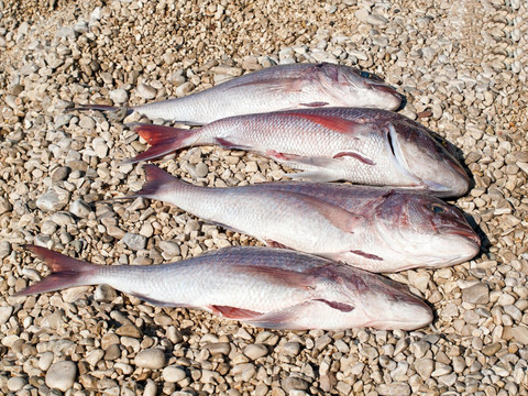 海灘上的四條大魚