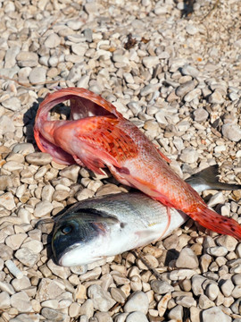 海灘上的鮮魚(yú)