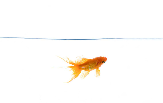 紅色的魚