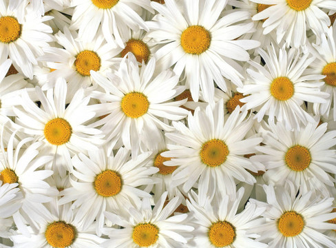 白色的雛菊