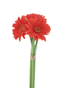 紅太陽(yáng)花分離