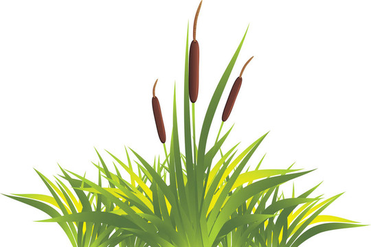 藤草