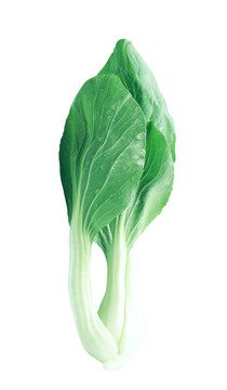 大白菜