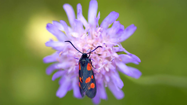 地榆Knautia Arvensis