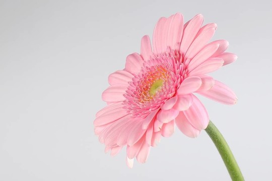 孤立的粉色非洲菊
