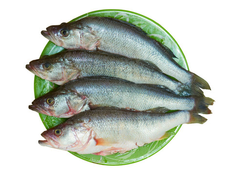 鮮魚棲息在盤子上