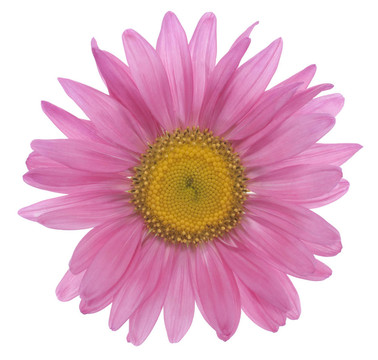 中國(guó)紫菀