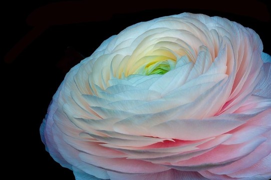 ranculus