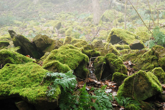 苔蘚覆蓋的山坡