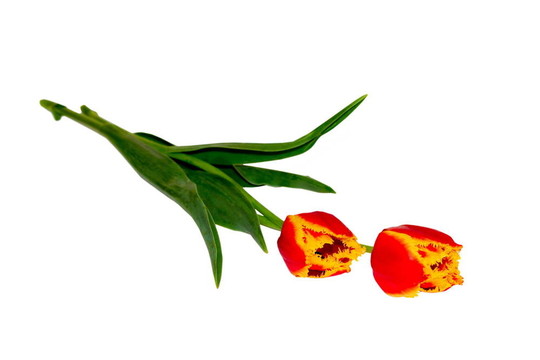 花是春天的紅色黃色郁金香