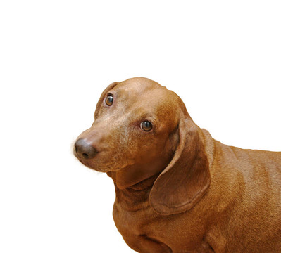 臘腸犬