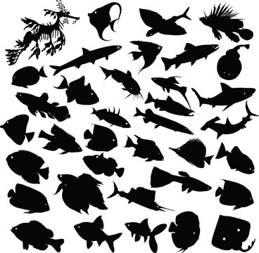 魚的輪廓
