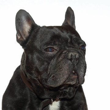 法國(guó)斗牛犬