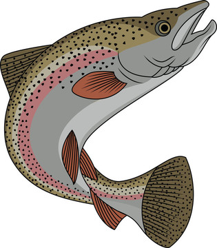 虹鱒魚