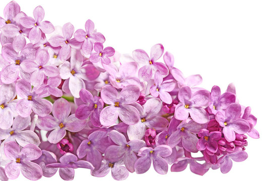 丁香花