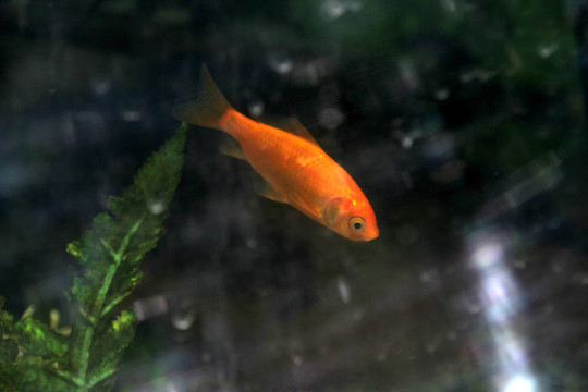 粉紅色的魚