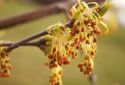 春綠芽葉