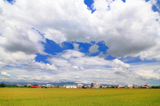 藍(lán)天白云稻田