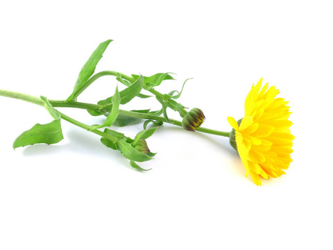 金盞花