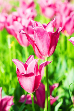 公園里的郁金香花
