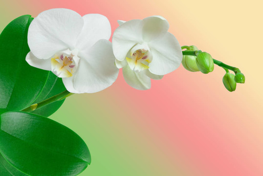 蘭花