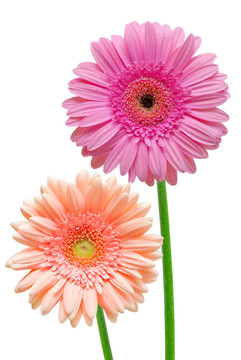 Gerber的花