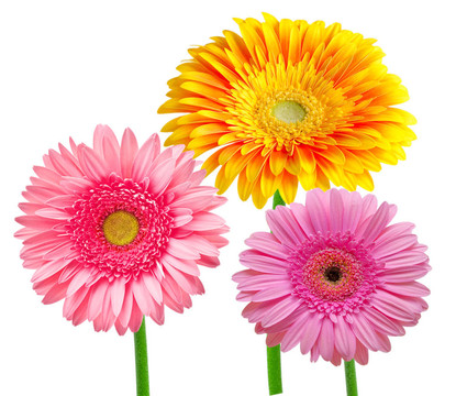 Gerber的花