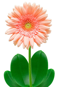 Gerber的花
