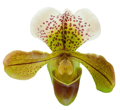 蘭花