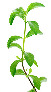 甜葉菊